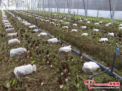 河北平泉 羊肚菌產業簽約500畝，探索鄉村振興新路徑