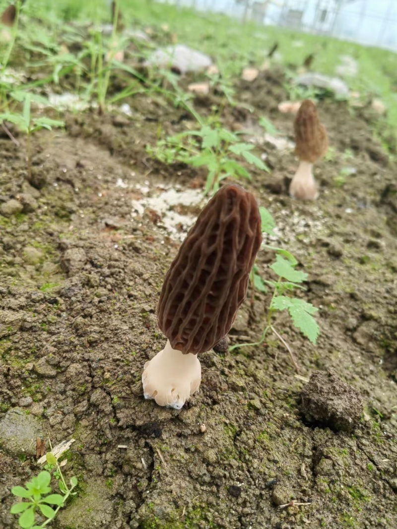 浙江嘉興秀洲區羊肚菌批發行情分析 40元/斤的市場機遇與挑戰